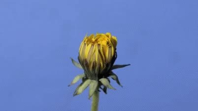 GIF Preview