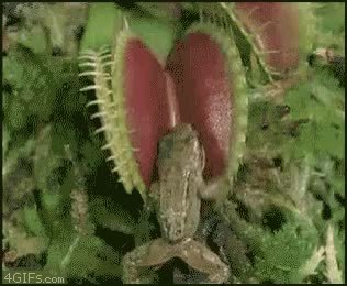 GIF Preview