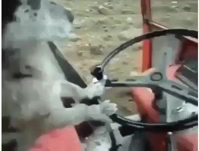GIF Preview