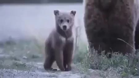 GIF Preview