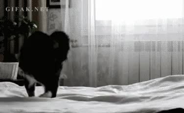 GIF Preview