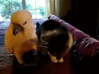 GIF Preview