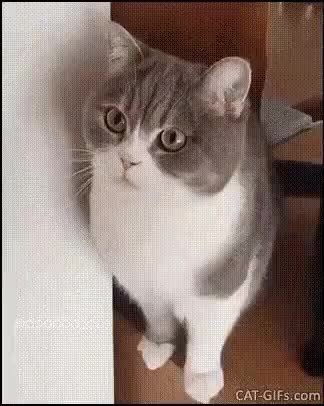 GIF Preview