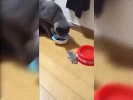 GIF Preview