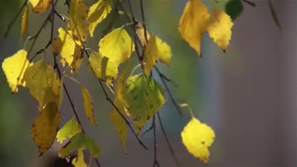 GIF Preview