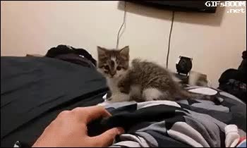 GIF Preview