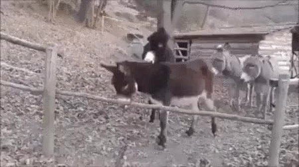 GIF Preview