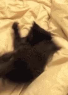 GIF Preview