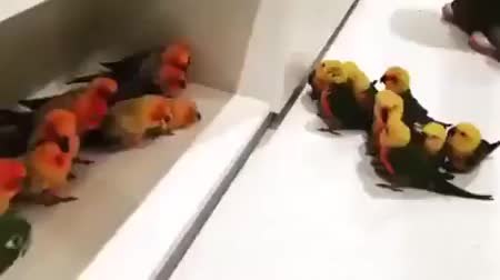 GIF Preview