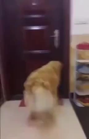 GIF Preview
