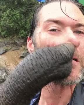 GIF Preview