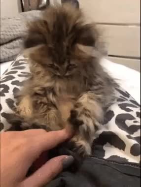 GIF Preview