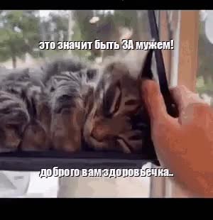 GIF Preview