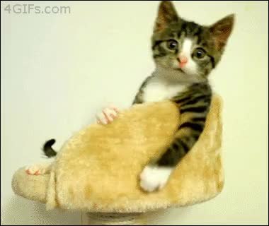 GIF Preview
