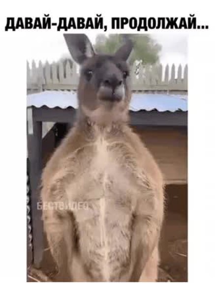 GIF Preview