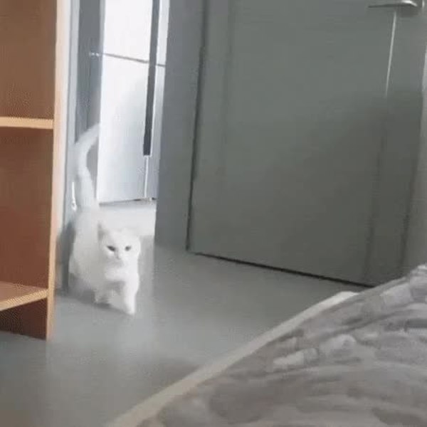 GIF Preview
