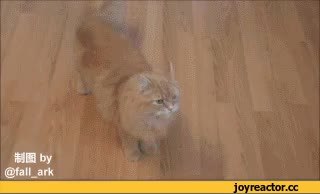 GIF Preview