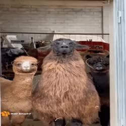 GIF Preview