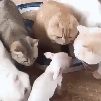 GIF Preview
