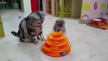 GIF Preview