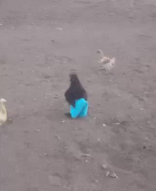 GIF Preview