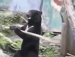 GIF Preview