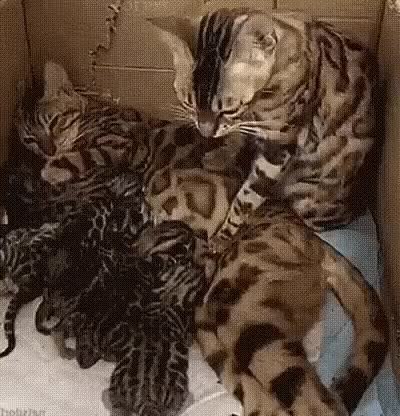 GIF Preview