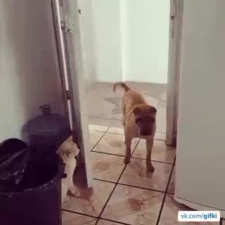 GIF Preview