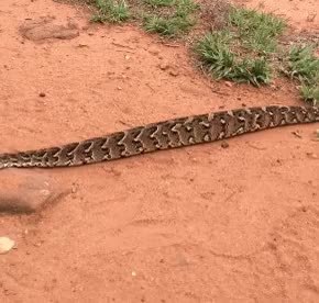 GIF Preview