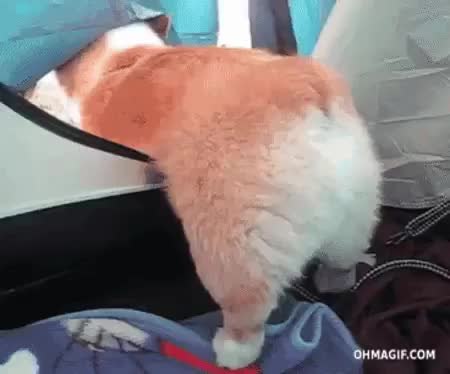 GIF Preview