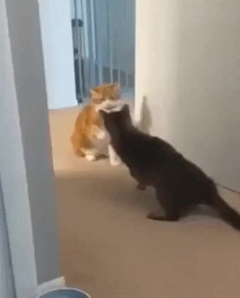 GIF Preview