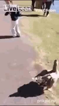 GIF Preview