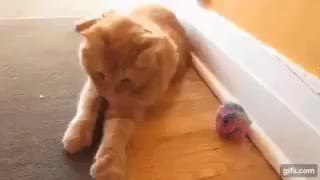 GIF Preview