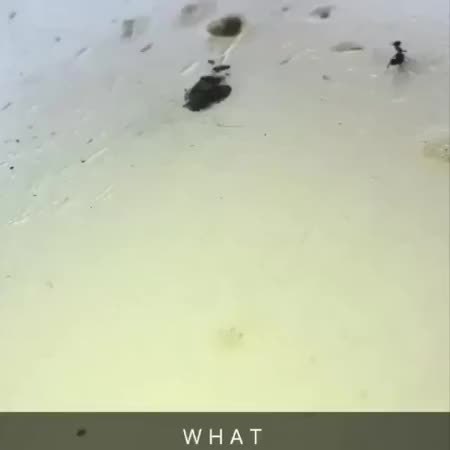 GIF Preview