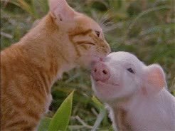 GIF Preview