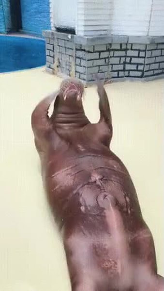 GIF Preview