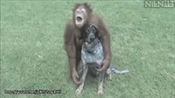 GIF Preview