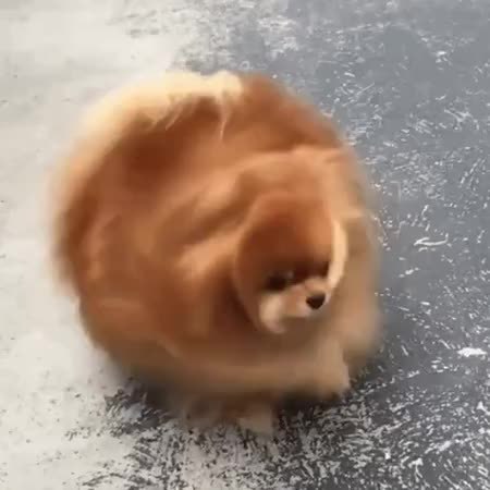 GIF Preview