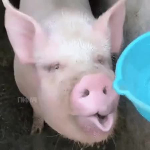 GIF Preview