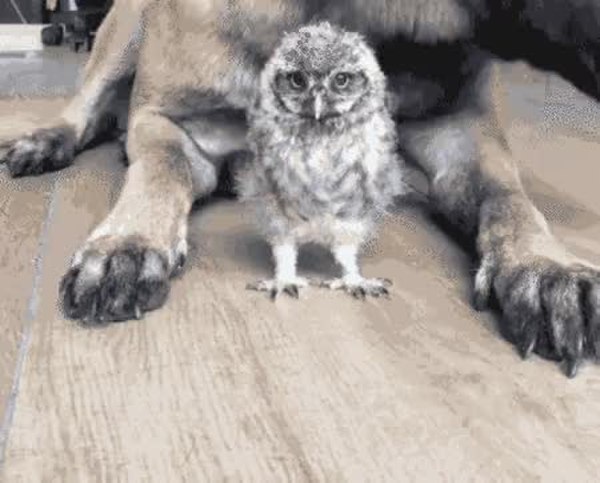GIF Preview