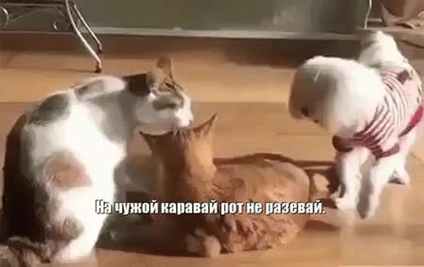 GIF Preview