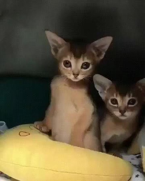 GIF Preview