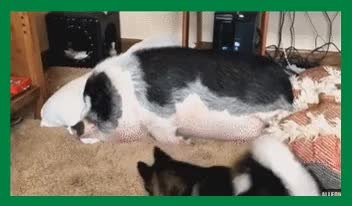 GIF Preview