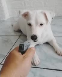 GIF Preview