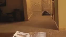 GIF Preview