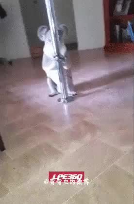 GIF Preview