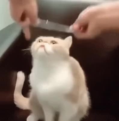GIF Preview