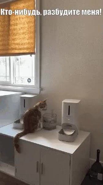 GIF Preview