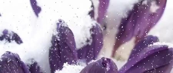 GIF Preview