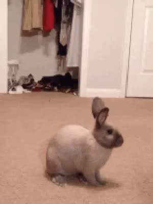 GIF Preview